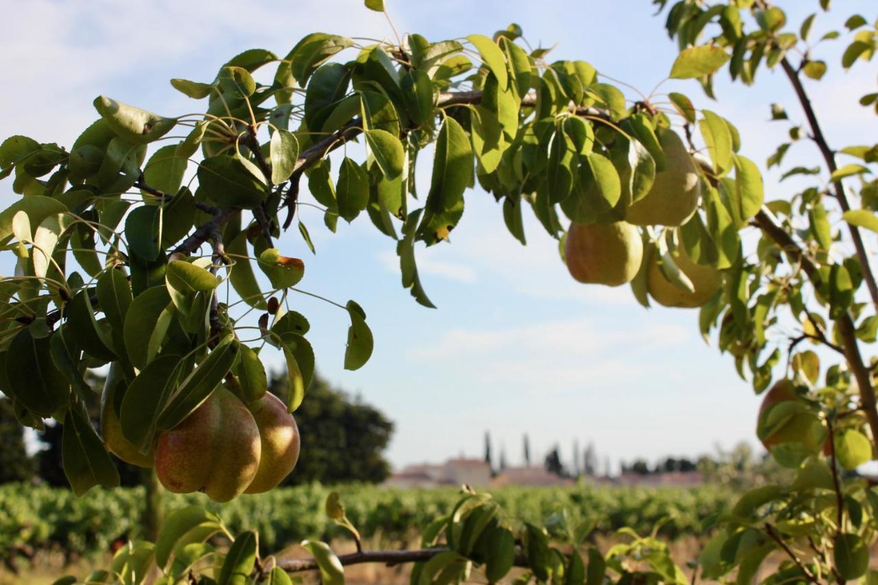 Le Clos Vitis Violès Exteriér fotografie